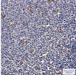 ATP6V1A Recombinant Rabbit Monoclonal Antibody