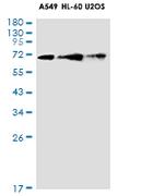 ATF6 Recombinant Rabbit Monoclonal Antibody