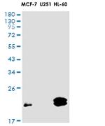 ATF3 Recombinant Rabbit Monoclonal Antibody