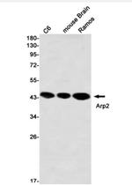 ACTR2 Antibody in Western Blot (WB)
