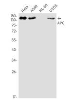 APC Antibody in Western Blot (WB)