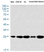 AK2 Recombinant Rabbit Monoclonal Antibody