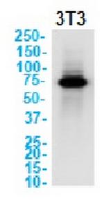 Ptgs2 Recombinant Rabbit Monoclonal Antibody