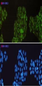 PTGS1 Recombinant Rabbit Monoclonal Antibody