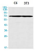 PTGS1 Antibody in Western Blot (WB)