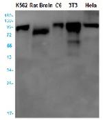 CTTN Antibody in Western Blot (WB)