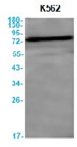 COIL Recombinant Rabbit Monoclonal Antibody