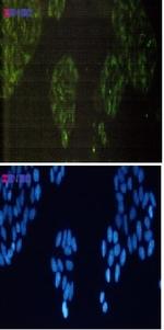 BIRC2 Antibody in Immunocytochemistry (ICC/IF)