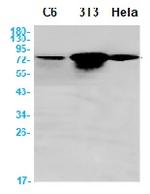 CHEK1 Antibody in Western Blot (WB)
