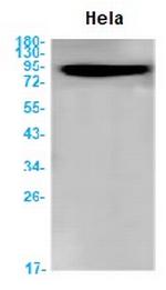 DTL Antibody in Western Blot (WB)