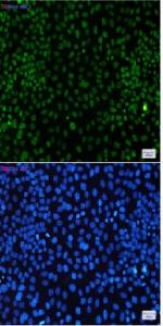 CDK9 Recombinant Rabbit Monoclonal Antibody