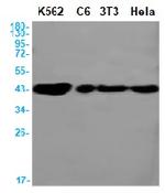 CDK9 Antibody in Western Blot (WB)