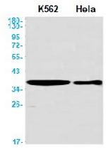 CDK6 Antibody in Western Blot (WB)