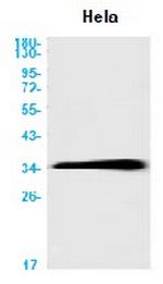 CDK4 Antibody in Western Blot (WB)