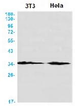 CDK4 Antibody in Western Blot (WB)