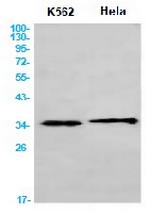 CDK1 Antibody in Western Blot (WB)