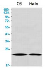 CDC42 Recombinant Rabbit Monoclonal Antibody