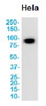 CD44 Antibody in Western Blot (WB)
