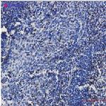 CD3E Antibody in Immunohistochemistry (Paraffin) (IHC (P))