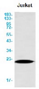 CD3E Antibody in Western Blot (WB)
