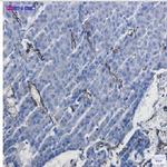 CAV1 Antibody in Immunohistochemistry (Paraffin) (IHC (P))