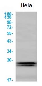 CAV1 Antibody in Western Blot (WB)