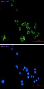 Ctsb Recombinant Rabbit Monoclonal Antibody