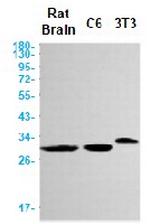 Ctsb Antibody in Western Blot (WB)