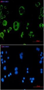 Cat Antibody in Immunocytochemistry (ICC/IF)