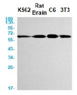 Cat Antibody in Western Blot (WB)