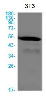 Casp9 Recombinant Rabbit Monoclonal Antibody