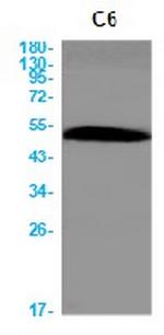 Casp9 Antibody in Western Blot (WB)