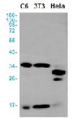 CASP3 Antibody in Western Blot (WB)