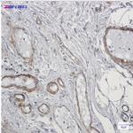 CALD1 Recombinant Rabbit Monoclonal Antibody