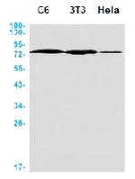 CALD1 Antibody in Western Blot (WB)