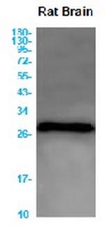 Calb1 Antibody in Western Blot (WB)