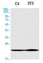 BTF3 Antibody in Western Blot (WB)