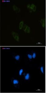 BMP4 Recombinant Rabbit Monoclonal Antibody