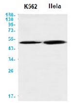 BMP4 Antibody in Western Blot (WB)