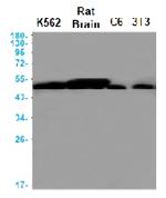 TUBB Antibody in Western Blot (WB)