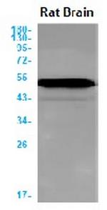 TUBB3 Antibody in Western Blot (WB)