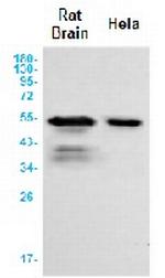 TUBB3 Antibody in Western Blot (WB)