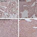 ACTB Antibody in Immunohistochemistry (Paraffin) (IHC (P))