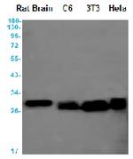 BCL2L1 Antibody in Western Blot (WB)