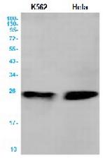 BAK1 Antibody in Western Blot (WB)