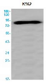 BAG3 Antibody in Western Blot (WB)