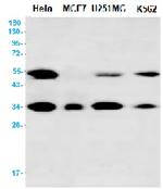 BAG1 Antibody in Western Blot (WB)