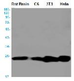 BAD Antibody in Western Blot (WB)