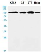 AXIN2 Recombinant Rabbit Monoclonal Antibody