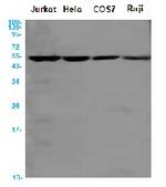 ATP5F1B Antibody in Western Blot (WB)